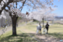 桜咲く小路