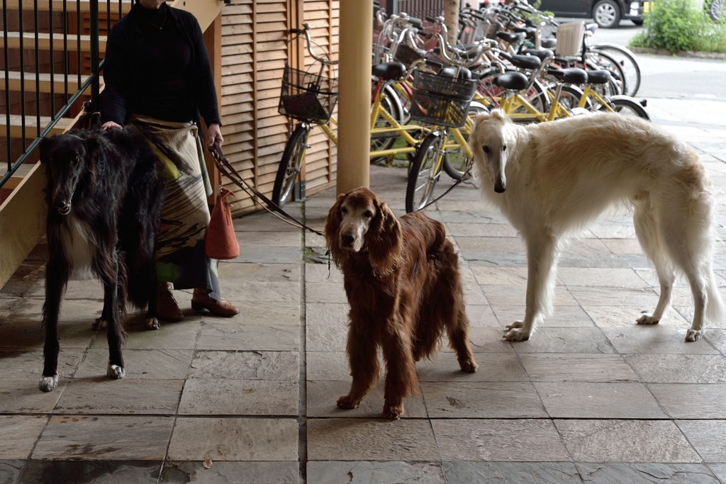 犬
