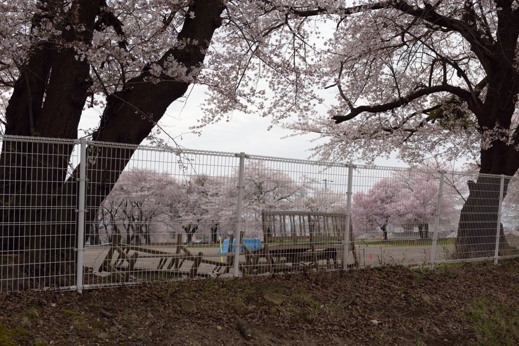 父に捧ぐ桜　61年目の春