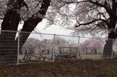 父に捧ぐ桜　61年目の春