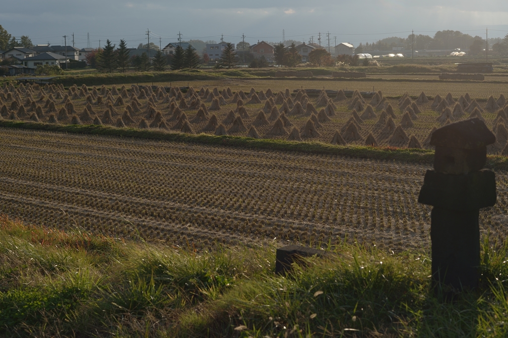 冬待つ圃場