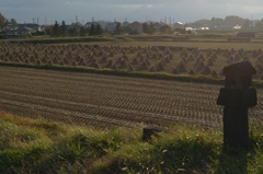 冬待つ圃場