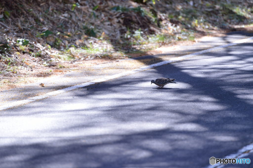 鳩の居る風景