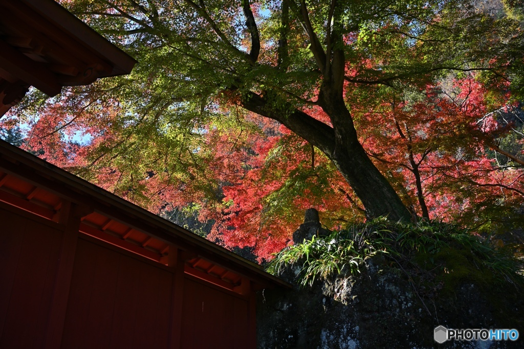 古刹紅葉