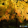 Golden　Time