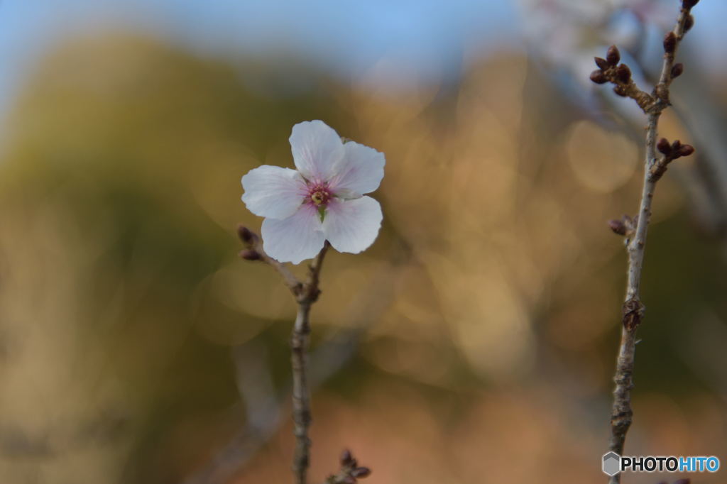 秋桜（否コスモス）
