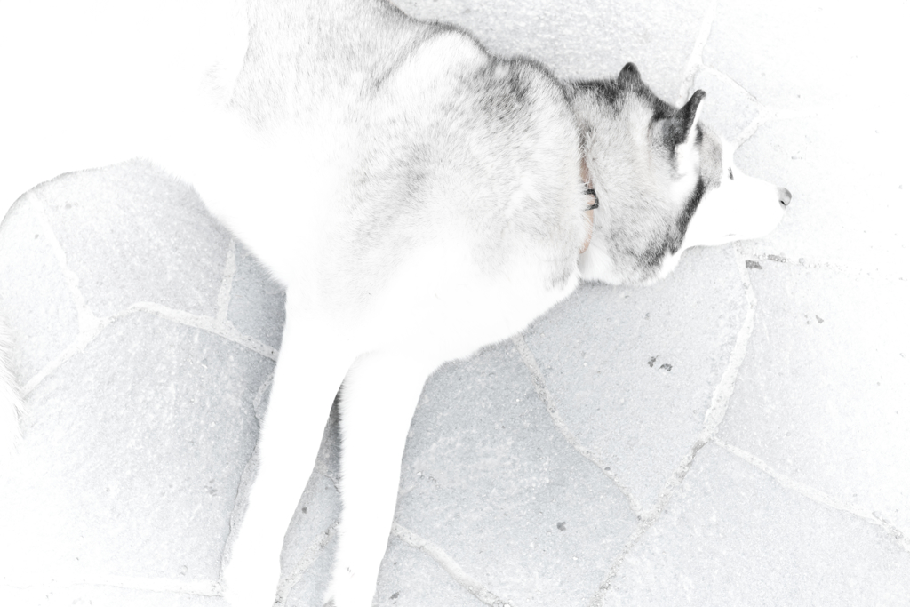 二次元犬
