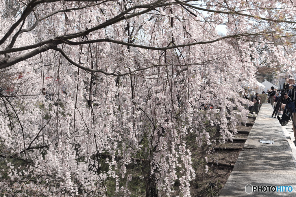 枝垂桜