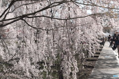 枝垂桜