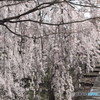 枝垂桜