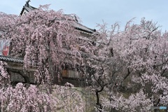 平成の桜　＠上田