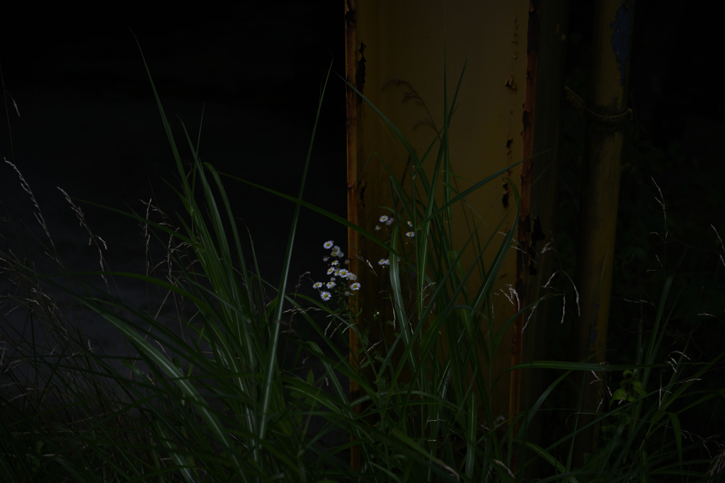 花が咲く