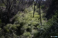陽春（lightgreen）