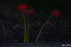 赤い華