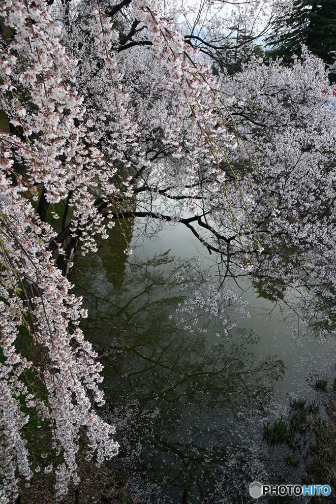 桜　2025