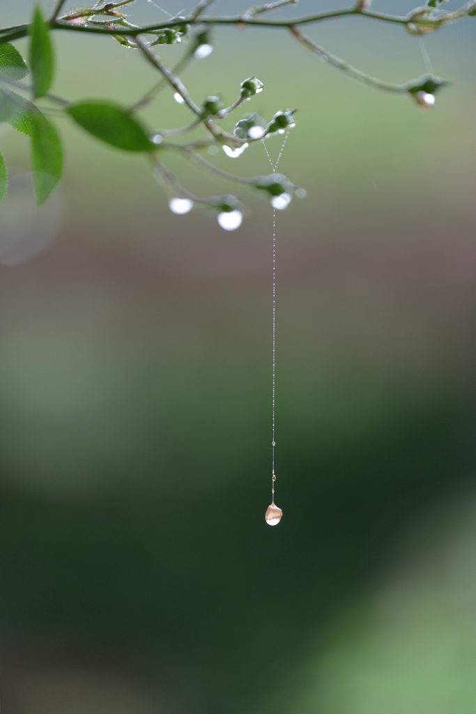 風　大左衛門　泣く