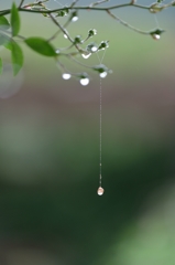 風　大左衛門　泣く