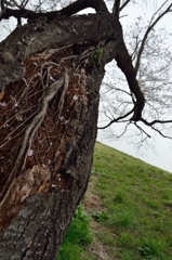 ターヘルアナトミア