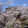 上田城千本桜（一般解）