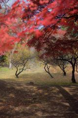 紅葉　2014