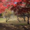 紅葉　2014