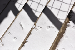 階段における猫の時間