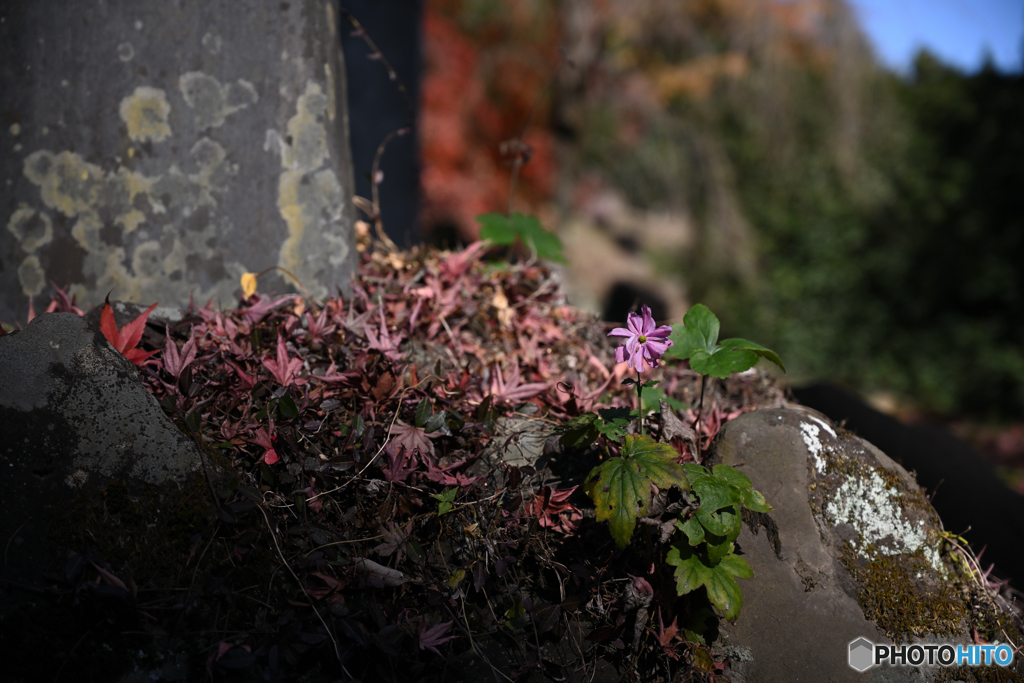 秋の花