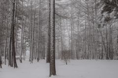 今朝の雪
