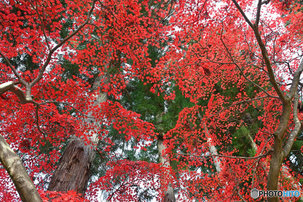 紅