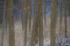 続　小枝ちゃん