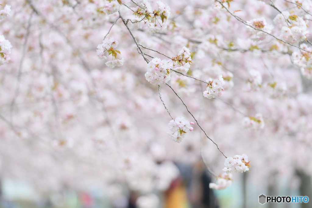 5005 八重の桜