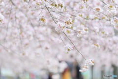 5005 八重の桜