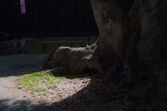 諏訪大社　上社前宮