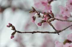 春雪