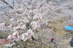 桜　2014
