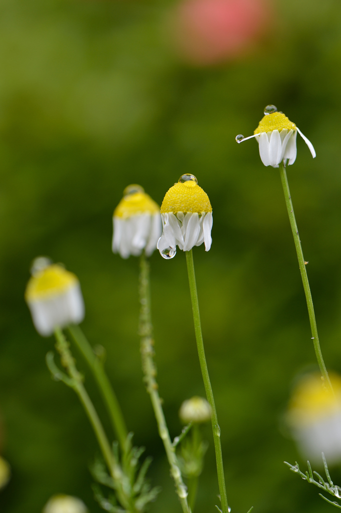 梅雨入り　薄黄