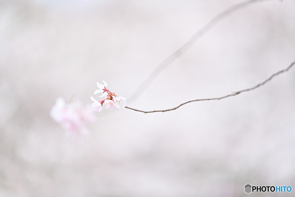 始まりの花