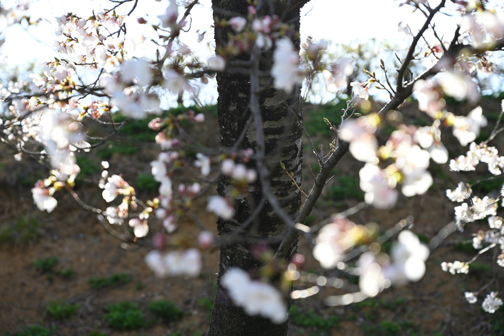 SoulVision（平成の桜)