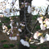 SoulVision（平成の桜)