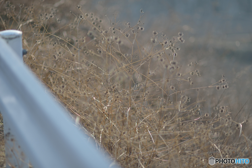 シングルライン