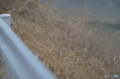 シングルライン