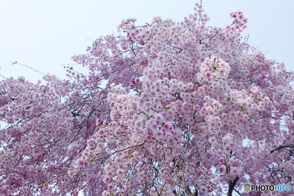 5015　慶子さんちの枝垂れ桜