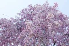 5015　慶子さんちの枝垂れ桜