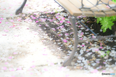 5374　SHADOW　ROSE