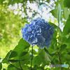 紫陽花