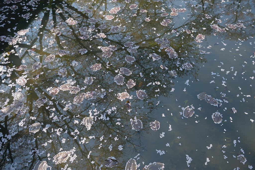 残る桜も