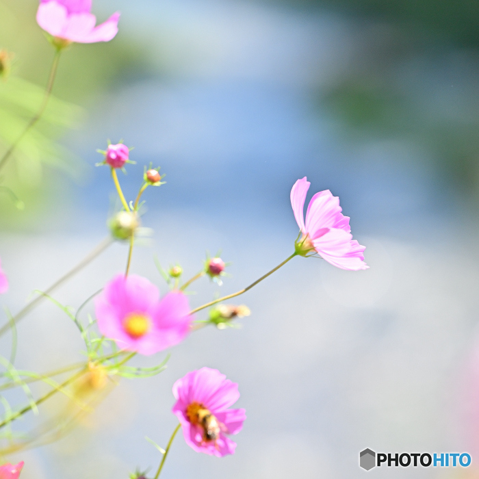 秋桜
