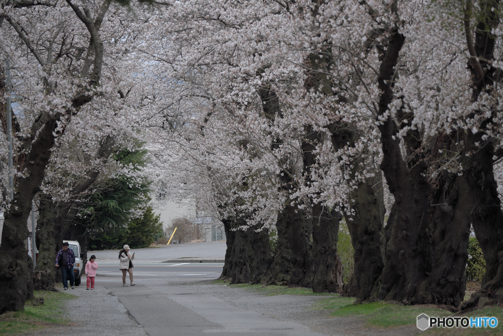 中学校の桜並木