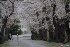 中学校の桜並木