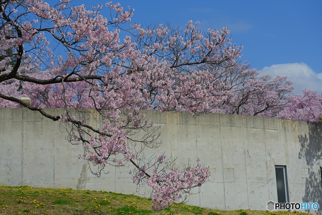 KOHIGANZAKURA